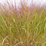 Panicum Virgatum 'Squaw' - 