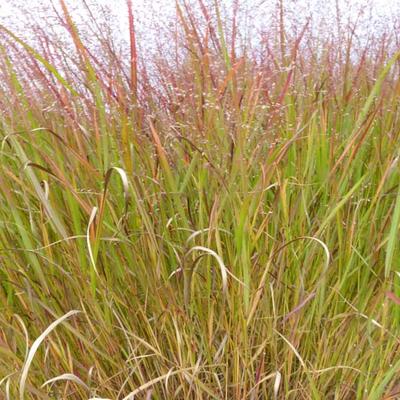 Panicum Virgatum 'Squaw' - 