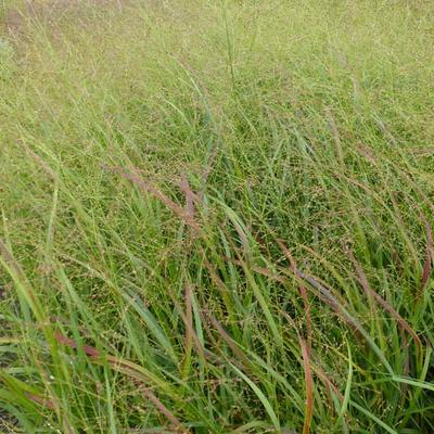 Panicum virgatum 'Strictum'