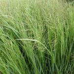 Panicum virgatum 'Thundercloud' - 