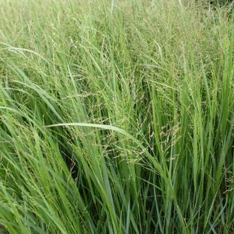 Panicum virgatum 'Thundercloud'