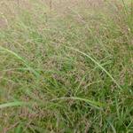 Panicum virgatum 'Warrior' - 