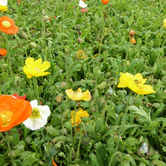 Papaver nudicaule 'Gartenzwerg'