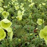 Papaver nudicaule 'Pacino' - 