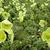 Papaver nudicaule 'Pacino'