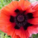 Papaver orientale 'Beauty of Livermere' - 