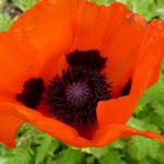 Papaver orientale 'Brilliant' - 