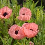 Papaver orientale 'Kleine Tanzerin' - 