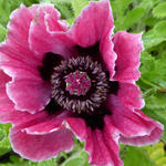 Papaver orientale 'Manhattan' - 