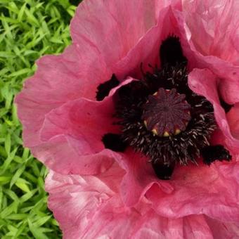 Papaver orientale  'Patty's Plum'