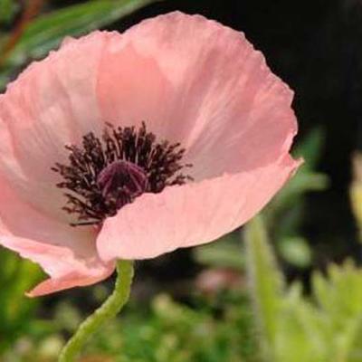 Papaver orientale ‘Picotée’ - 