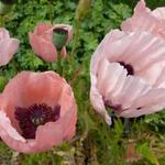 Papaver orientale 'Prinzessin Victoria Louise' - Papaver orientale 'Prinzessin Victoria Louise'