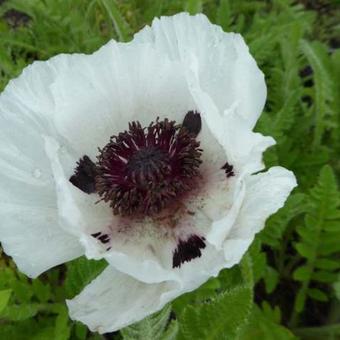 Papaver orientale 'Snow Goose'