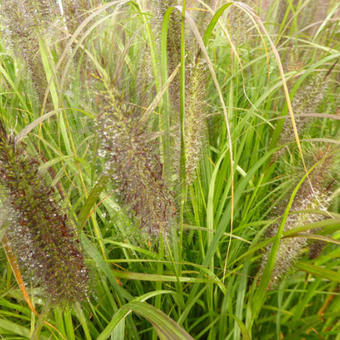 Pennisetum alopecuroides 'Black Beauty'