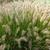 Pennisetum alopecuroides 'Gelbstiel'