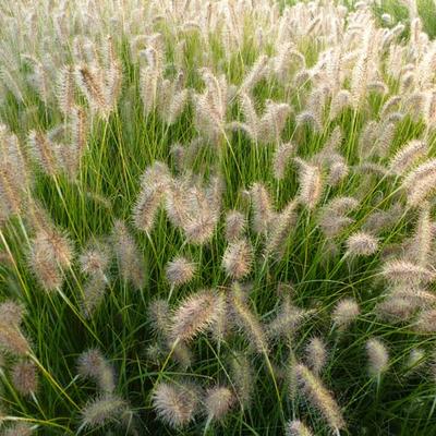 Pennisetum alopecuroides 'Goldstrich' - Pennisetum alopecuroides 'Goldstrich'