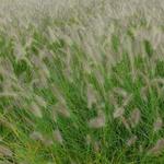 Pennisetum alopecuroides 'Hameln'