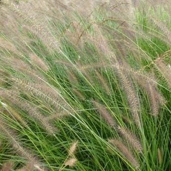 Pennisetum alopecuroides 'Herbstzauber'