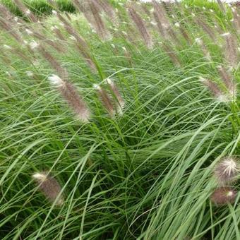 Pennisetum alopecuroides 'Japonicum'