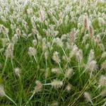 Pennisetum alopecuroides 'Little Bunny'