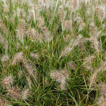 Pennisetum alopecuroides 'Little Honey'