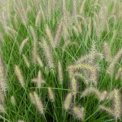 Pennisetum alopecuroides 'Magic' - Pennisetum alopecuroides 'Magic'