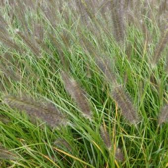 Pennisetum alopecuroides 'Moudry'