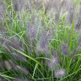 Pennisetum alop. national arboretum