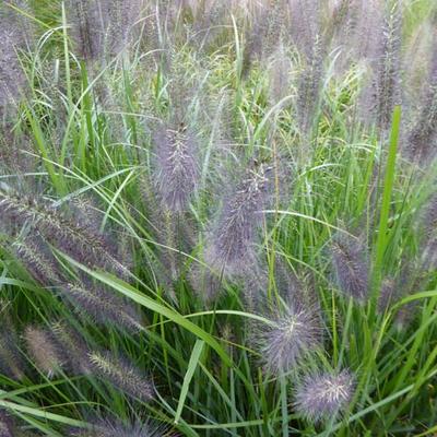 Pennisetum alop. national arboretum - 