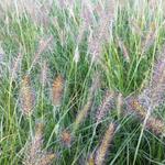 Pennisetum alopecuroides 'Weserbergland' - 