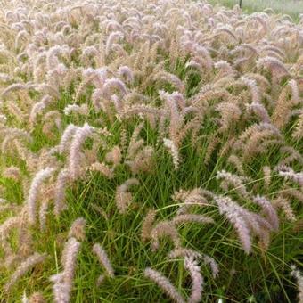 Pennisetum orientale 'Karley Rose'