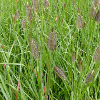 Pennisetum massaicum 'Red Bunny Tails'