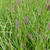 Pennisetum massaicum 'Red Bunny Tails'