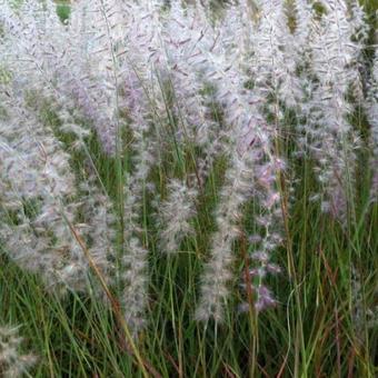 Pennisetum orientale