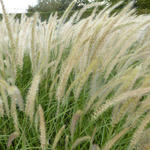 Pennisetum orientale 'Fairy Tails'