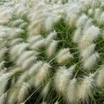 Pennisetum villosum - Weisses Lampenputzergras