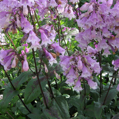 Penstemon digitalis 'Pocahontas' - Penstemon digitalis 'Pocahontas'