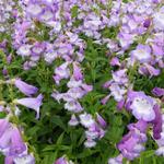 Penstemon 'Alice Hindley' - Penstemon 'Alice Hindley'