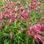 Penstemon 'Andenken an Friedrich Hahn'