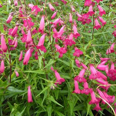 Penstemon 'Andenken an Friedrich Hahn' - 