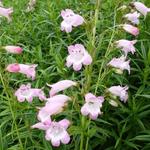 Penstemon  digitalis 'Apple Blossom' - Penstemon digitalis 'Apple Blossom'