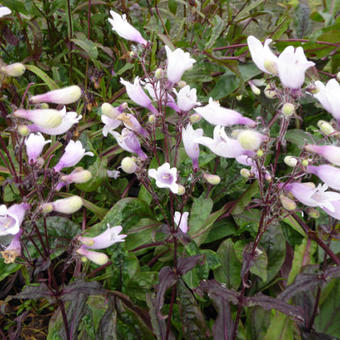 Penstemon