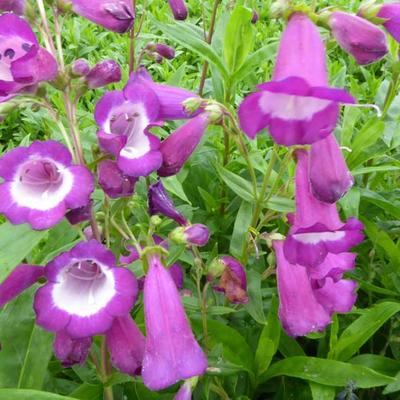 Penstemon 'Purple Passion' - Penstemon 'Purple Passion'