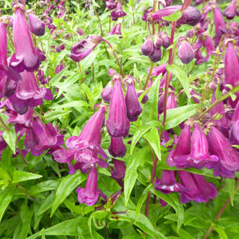 Penstemon 'Raven'