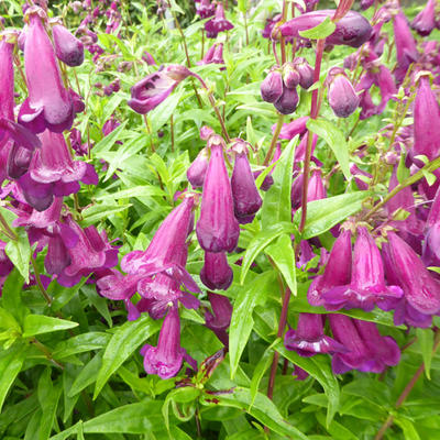 Penstemon 'Raven' - 