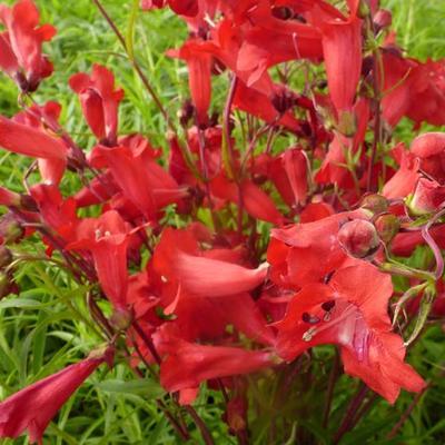 Penstemon 'Schoenholzeri' - 