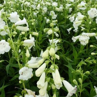 Penstemon 'White Bedder'