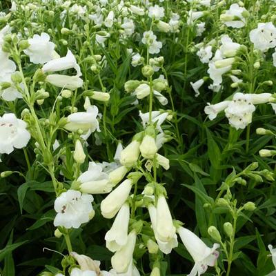 Penstemon 'White Bedder' - Penstemon 'White Bedder'