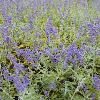 Perovskia atriplicifolia 'Blue Spire'