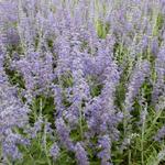 Perovskia atriplicifolia 'Lacey Blue' - 